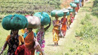 Tea Workers